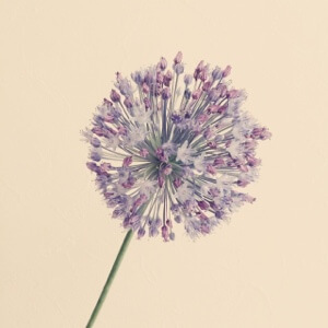 アリアムギガンチューム　紫　丸い花