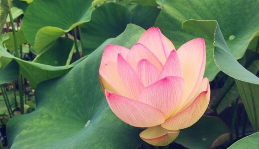ヨガが癒される一つの理由。