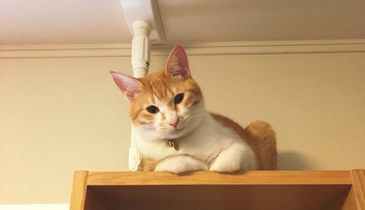 ミニマリストでもそうでなくても、どっちでもいい。