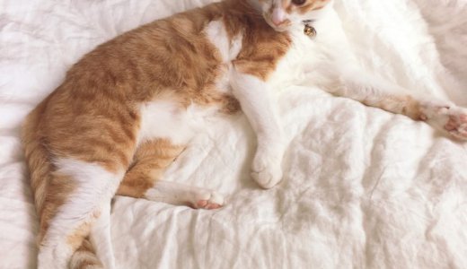 最強の目覚ましで朝活がはかどる。