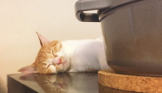 地震と猫と骨折と。