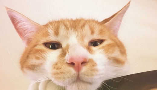 猫の鼻をなでる、というサマディ。