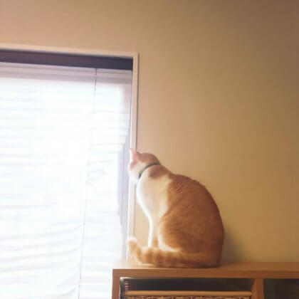猫　窓辺