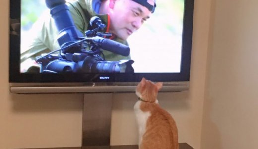 【猫の日】岩合さんを見る猫、鳴くネコも黙る岩合さん。