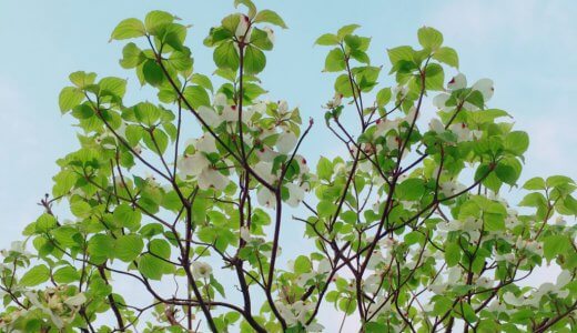 季節性の肌荒れに効果のあったこととウイルス対策と。