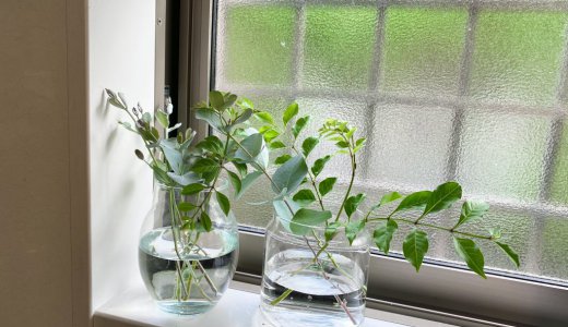 【暮らしを楽しむ】 ユーカリの挿し木に挑戦。