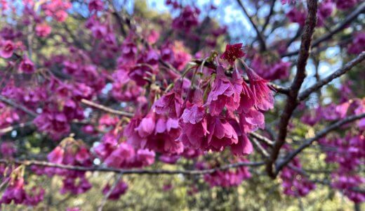うつむいて咲く桜の完璧な美しさ。